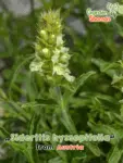 GardenShaman.eu - Té de la Montaña Española, Hisopo Miembro Frondoso Sideritis hyssopifolia - Semillas