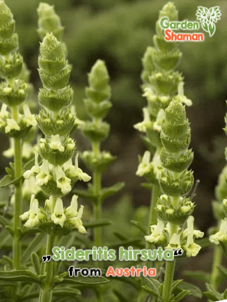 GardenShaman.eu - Hair limb herb, Sideritis hirsuta