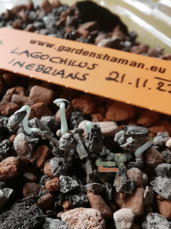 GardenShaman.eu - Lagochilus inebrians seeds, Samen, Rauschminze