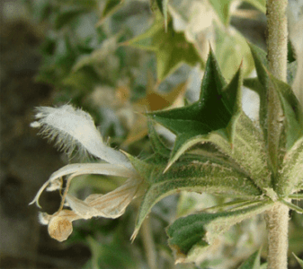 GardenShaman.eu - Семена Lagochilus inebrians, семена, семена мяты опьяняющей