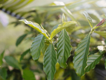 GardenShaman.eu - Chacruna, Psychotria viridis anbauen, Blog