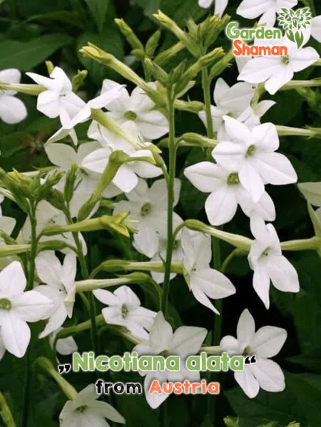 GardenShaman.eu - Nicotiana alata Graines, seeds, Tabac d'ornement