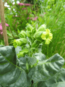 GardenShaman.eu - Blog - Tabaco Planta de tabaco Nicotiana tabacum rustica