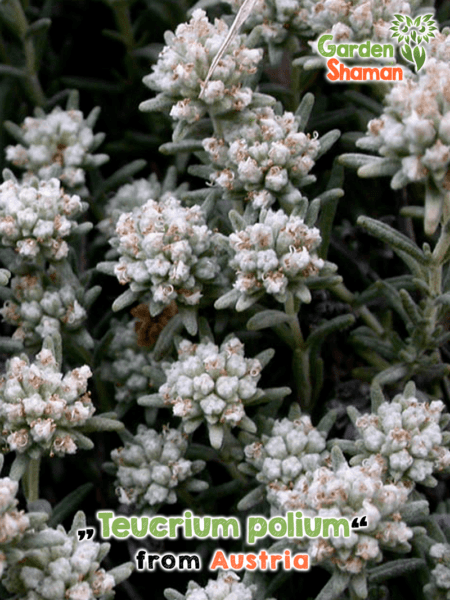 GardenShaman.eu - Teucrium polium Herbe de Marie Poleigamander Graines