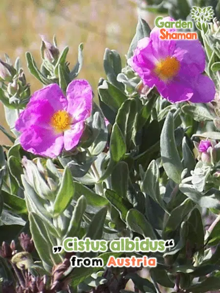 GardenShaman.eu - Cistus albidus whitish rockrose seeds seeds