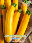 GardenShaman.eu Courgette "Goldena", yellow (Cucurbita pepo) - Seeds