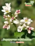 GardenShaman.eu - fagopyrum esculentum Echter Buchweizen Samen