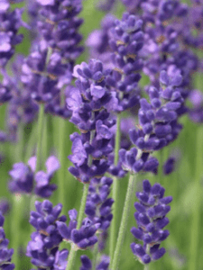 GardenShaman.eu Блог Лаванда Lavandula