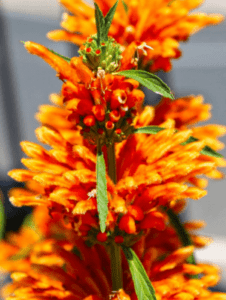 GardenShaman.eu Блог Leonotis leonurus Львиное ухо