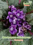 GardenShaman.eu - Mandragora officinarum