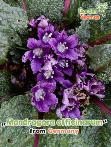 GardenShaman.eu - Mandragora officinarum - Semillas de Mandrágora común