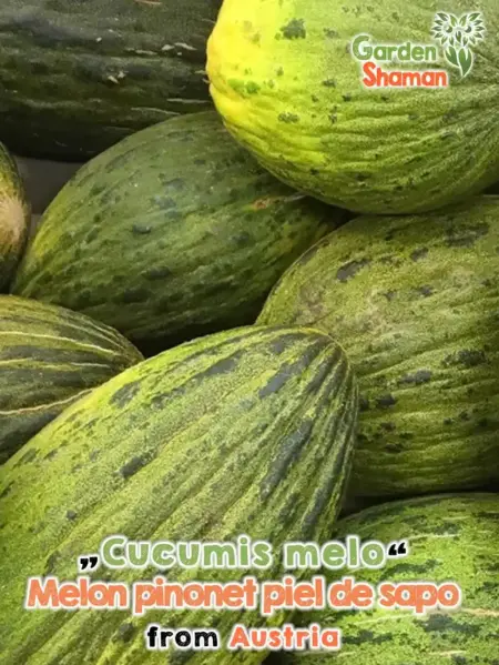 GardenShaman.eu - Дыня Cucumis melo Melon Pinonet piel de sapo