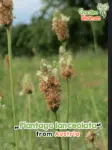 GardenShaman.eu - Plantago lanceolata seeds seeds