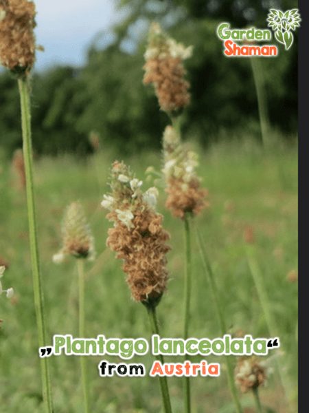 GardenShaman.eu - Plantago lanceolata ribwort semillas de llantén