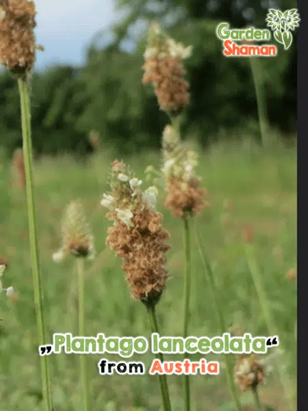 GardenShaman.eu - Plantago lanceolata ribwort semillas de llantén