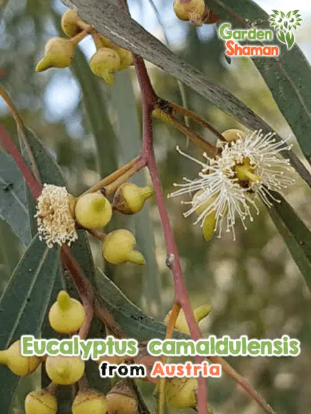 GardenShaman.eu Eucalyptus rouge (Eucalyptus camaldulensis) - Semences