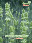 GardenShaman.eu - Sideritis angustifolia