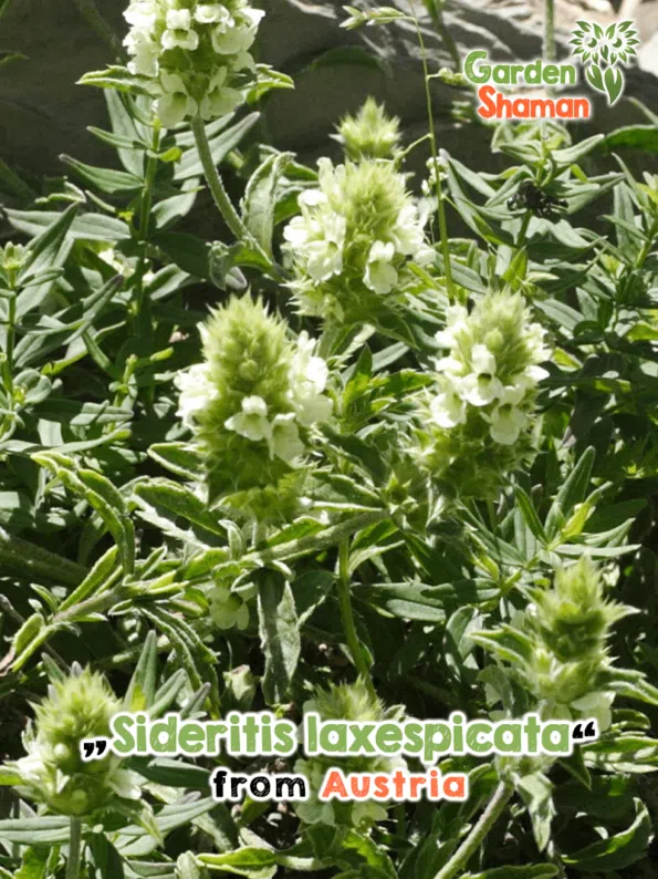 GardenShaman.eu - Spanish limbwort (Sideritis laxespicata) - Seeds