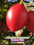 GardenShaman.eu - Solanum betaceum Tamariollo