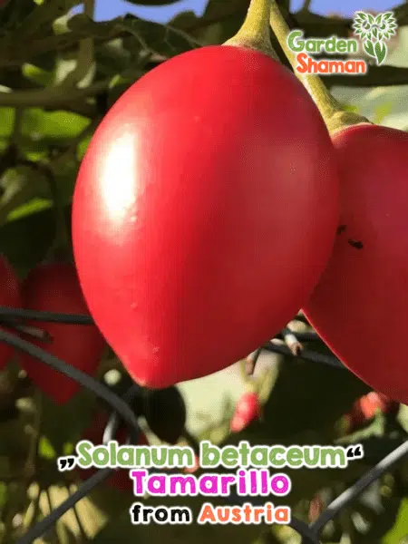 GardenShaman.eu - GardenShaman.eu - Graines de Solanum betaceum Tamarillo