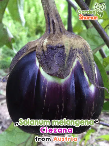 GardenShaman.eu - Semillas de Solanum melongena Ciezana Semillas