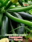 GardenShaman.eu - Courgette Cucurbita pepo compacta