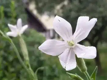 GardenShaman.eu BLOG Silene capensis Raíz africana del sueño