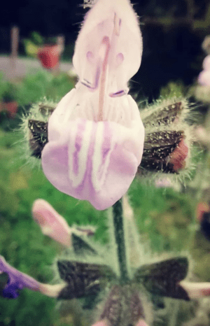 GardenShaman.eu Salvia recognita graines seeds Sauge des rochers turque