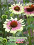 GardenShaman.eu - Зеленый василек Green Twister Echinacea purpurea семена семена