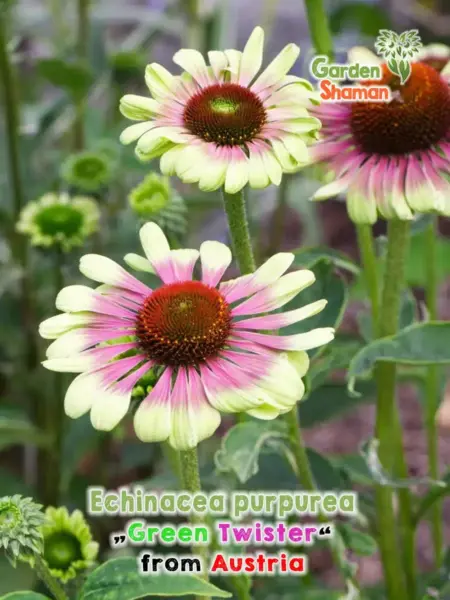 GardenShaman.eu - Semillas de Echinacea purpurea Green Coneflower Green Twister