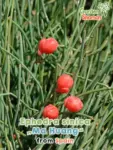 GardenShaman.eu – Ephedra sinica Ma huang