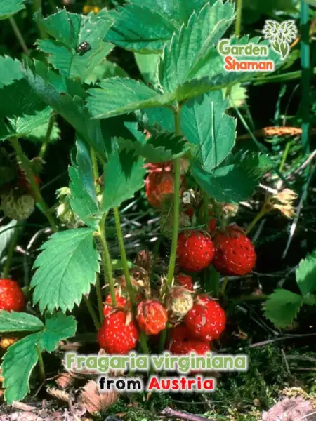 Fraise écarlate, Fraise de Virginie (Fragaria virgiana) - Graines