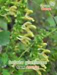 GardenShaman.eu - Salvia glutinosa Salvia appiccicosa