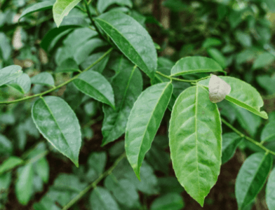 GardenShaman.eu BLOG Guayusa Ilex Guayusa Énergie énergisante Coup de fouet énergétique