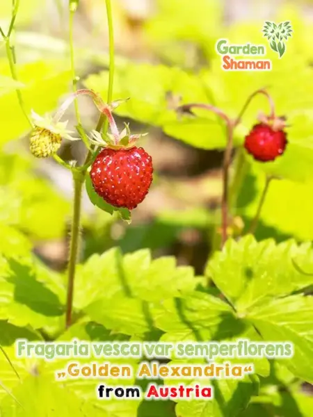 GardenShaman.eu - Fraise du mois à feuilles jaunes, Fragaria vesca var. semperflorens Golden Alexandria seeds Graines