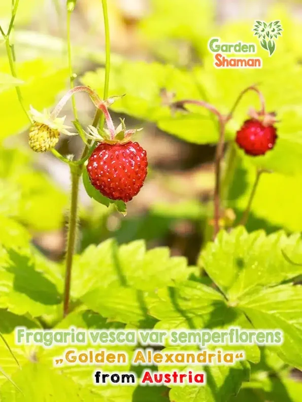 GardenShaman.eu - Gelblaubige Monatserdbeere, Fragaria vesca var. semperflorens Golden Alexandria seeds Samen