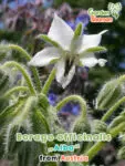 GardenShaman.eu - Borago officinalis alba