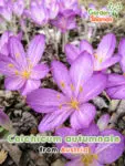 GardenShaman.eu Colchicum autumnale Autumn crocus seeds