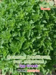 GardenShaman.eu - Ocimum basilicum var. minutum tipo griego