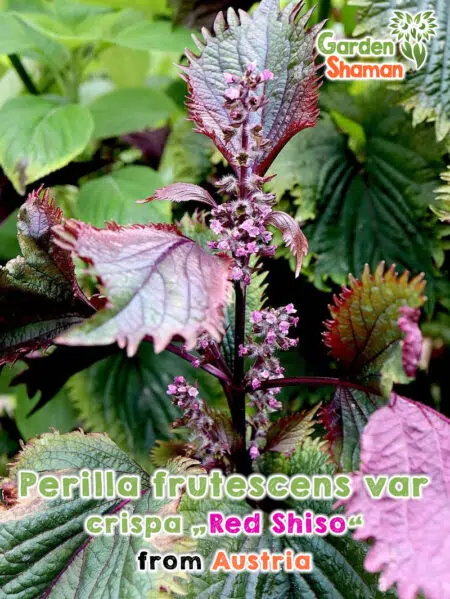 GardenShaman.eu - Perilla frutescens var. crispa Red Shiso Samen, Rotes Shiso