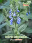 GardenShaman.eu – Salvia hispanica Mexican Chia