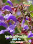 GardenShaman.eu - Salvia miltiorrhiza BLBP 01