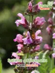 GardenShaman.eu - Salvia officinalis