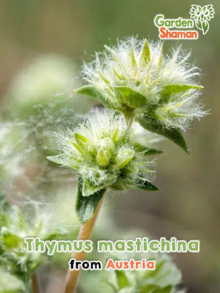GardenShaman.eu - Thymus mastichina Mastix-Thymian Samen