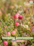 GardenShaman.eu - Vaccinium macrocarpon Large-fruited cranberry seeds