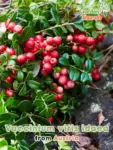 GardenShaman.eu – Vaccinium vitis idaea