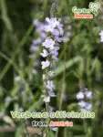 GardenShaman.eu - Verbena officinalis