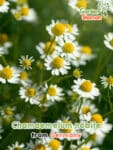 GardenShaman.eu Semillas de manzanilla romana Chamaemelum nobile