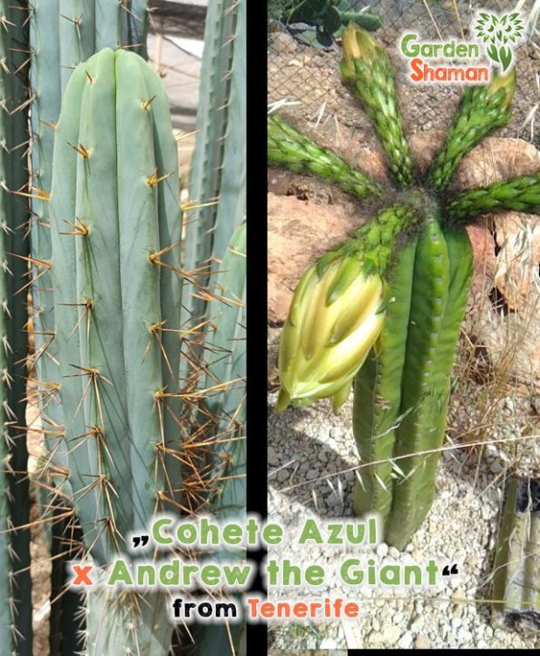 GardenShaman.eu Cohete Azul x Andrew the Giant, Trichocereus pachanoi peruvians