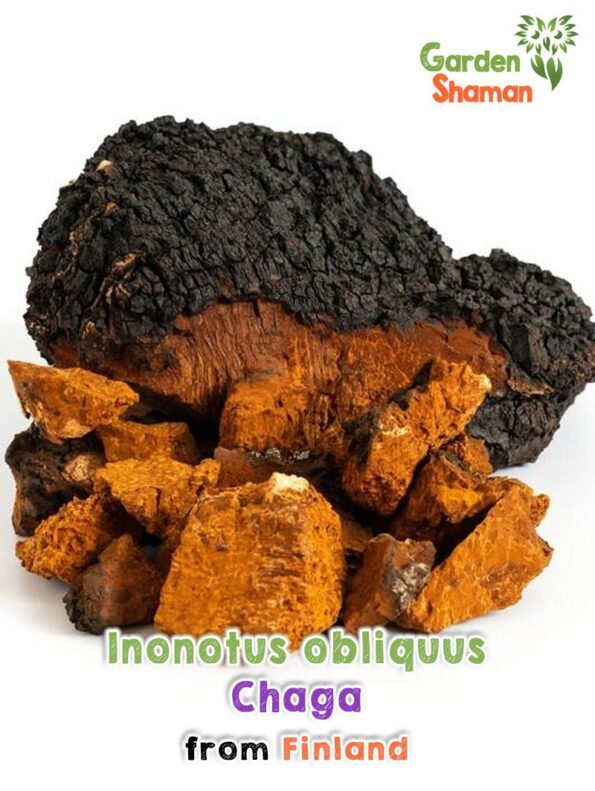 GardenShaman.eu - Inonotus obliquus - Chaga, getrocknet